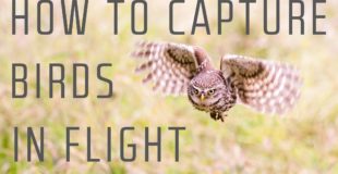 How to capture birds in flight – Wildlife Photography Tutorial