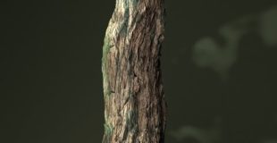 Blender “Crack It” Addon: Making Old Tree With Rough Bark