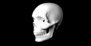 Human skull Blender 3D model (free download)