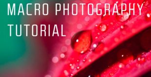 Macro photography tutorial for beginners