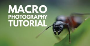 What is Macro Photography? Macro Photography Tutorial and Demonstration