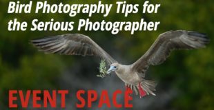 Bird Photography Tips for the Serious Photographer