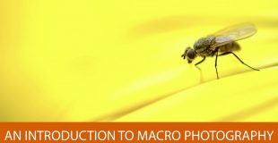 An Introduction to Macro Photography