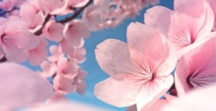 How to Make Cherry Blossoms in Blender