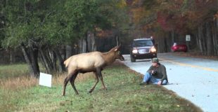 Elk vs. Photographer | Great Smoky Mountains National Park