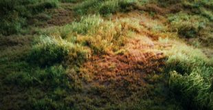 Blender Tutorial: How to make a grass field?