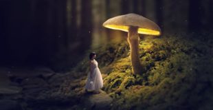 Glowing Mushroom – Photoshop Fantasy Manipulation Tutorial