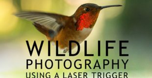 Wildlife Photography Using a Laser Trigger