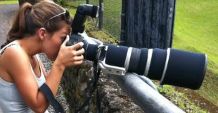 Bird and Wildlife Photography Equipment: Lenses, cameras, teleconverters, tripods, monopods