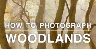 How to Photograph Trees, Mushrooms and Rivers | Woodland Photography Tips