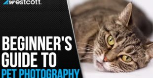 Pet Photography Tips and Techniques