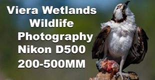 Wildlife / Birding Photography Viera Wetlands Florida Nikon 200-500mm