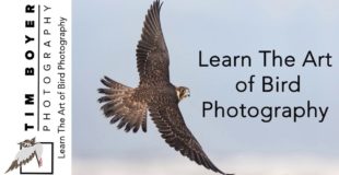 Bird Photography Trailer