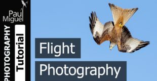 How to Photograph Birds in Flight (Canon 1DX Mark i)