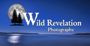 Wild Revelation Photography
