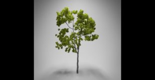 How to Create a Realistic Tree in Blender 3D – Part 3