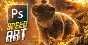 Koala's Downfall | Speed Art (photoshop)