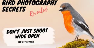 Don't just shoot wide open! Here's Why – Bird Photography Secrets Revealed