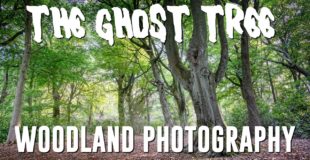 Woodland Photography, The Ghost Tree