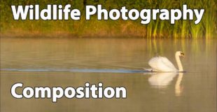 Wildlife Photography Compositional Tips: How I Compose Wildlife Photos