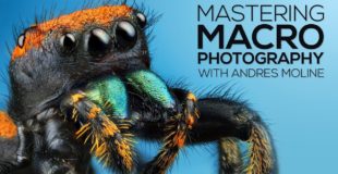 Mastering Macro Photography: The Complete Shooting and Editing Tutorial