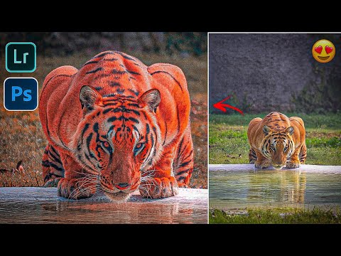 wild photography photo editing || Lightroom mobile tutorial || photoshop tutorial || wildlife edit